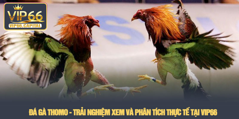 Đá gà Thomo - Trải nghiệm xem và phân tích thực tế tại VIP66 2 Đá gà Thomo - Trải nghiệm xem và phân tích thực tế tại VIP66