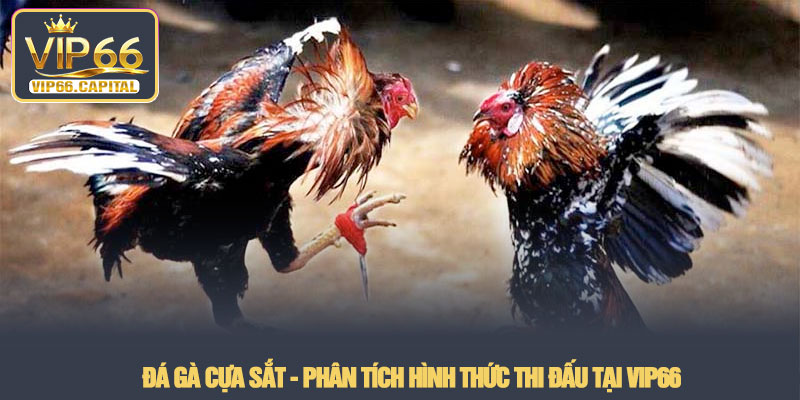 Đá gà cựa sắt - Phân tích hình thức thi đấu tại VIP66 1 Đá gà cựa sắt - Phân tích hình thức thi đấu tại VIP66