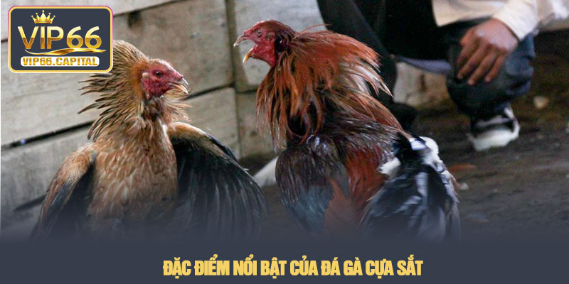 Đá gà cựa sắt - Phân tích hình thức thi đấu tại VIP66 2 Đặc điểm nổi bật của đá gà cựa sắt
