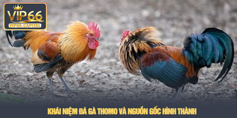Đá gà Thomo - Trải nghiệm xem và phân tích thực tế tại VIP66 2 Khái niệm đá gà Thomo và nguồn gốc hình thành