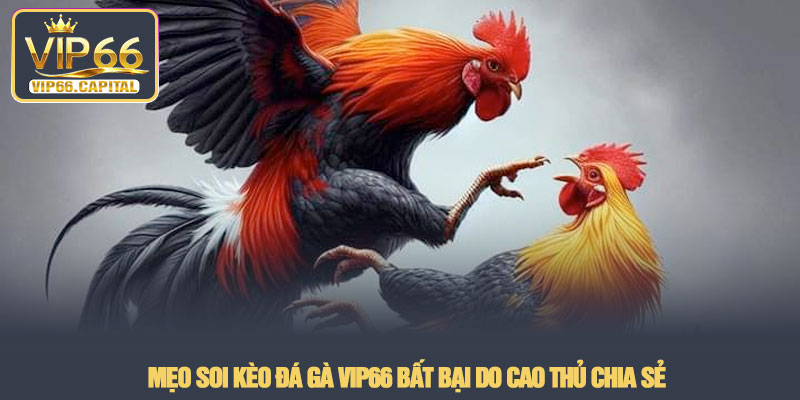 Đá gà VIP66 - Đấu trường chiến kê trực tuyến rực lửa 2026 3 Mẹo soi kèo Đá gà VIP66 bất bại do cao thủ chia sẻ