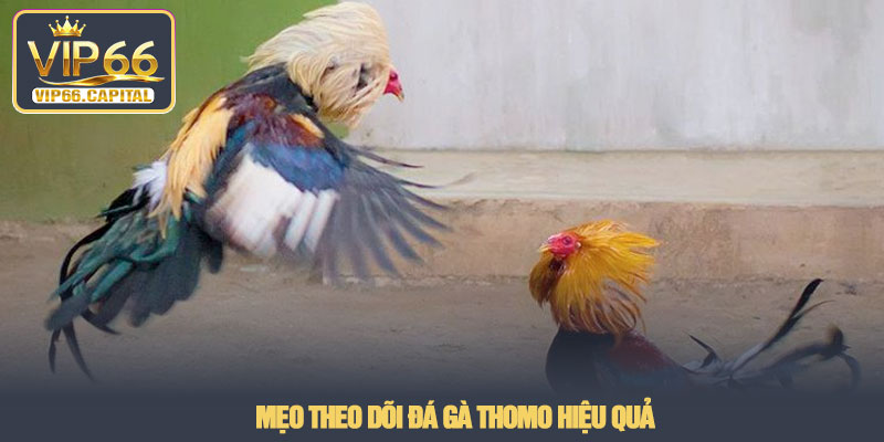 Đá gà Thomo - Trải nghiệm xem và phân tích thực tế tại VIP66 3 Mẹo theo dõi Đá gà Thomo hiệu quả
