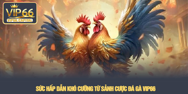 Đá gà VIP66 - Đấu trường chiến kê trực tuyến rực lửa 2026 2 Sức hấp dẫn khó cưỡng từ sảnh cược Đá gà VIP66