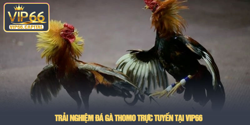 Đá gà Thomo - Trải nghiệm xem và phân tích thực tế tại VIP66 4 Trải nghiệm Đá gà Thomo trực tuyến tại VIP66