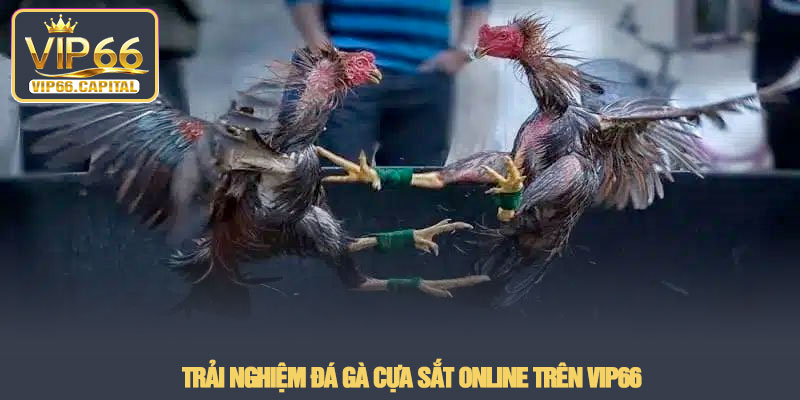 Đá gà cựa sắt - Phân tích hình thức thi đấu tại VIP66 4 Trải nghiệm Đá gà cựa sắt online trên VIP66