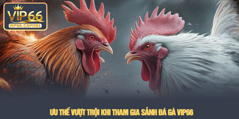 Đá gà VIP66 - Đấu trường chiến kê trực tuyến rực lửa 2026 4 Ưu thế vượt trội khi tham gia sảnh Đá gà VIP66